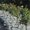 Rosengarten (1)
