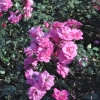 Rosengarten (2)