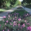 Rosengarten (3)