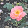 Rosengarten (4)