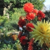 Rosengarten (5)